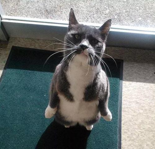 带你吃瓜找猫,揭秘网络热传事件背后的真相与趣味