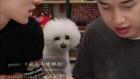 鱼姓明星,闪耀娱乐圈的璀璨星辰