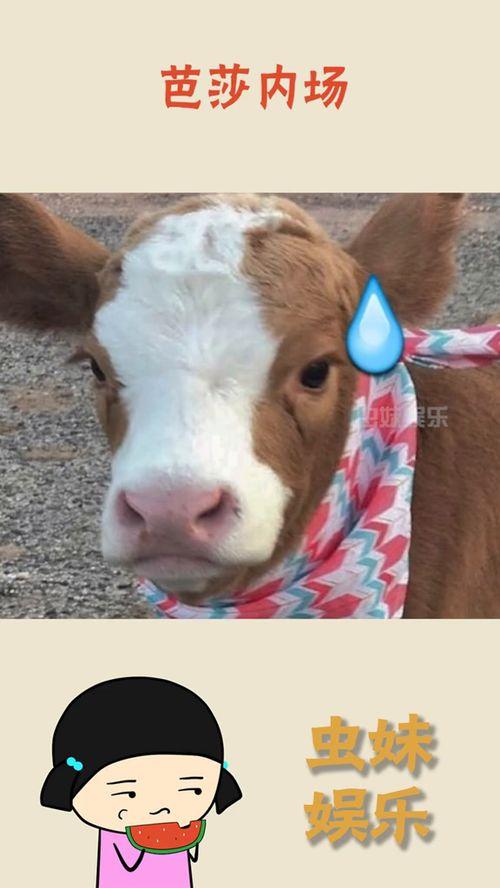 抖音静静香吃瓜,揭秘娱乐圈幕后故事