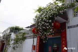 林州网红院子在哪,隐匿于山水间的诗意栖息地