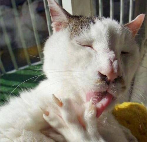 小坏猫吃瓜大赛,一场萌宠与美食的欢乐盛宴