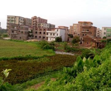 湛江吴川樟铺镇新闻头条,聚焦樟铺镇最新动态与重大事件”