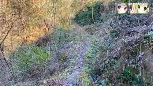 大明湖芦苇丛新闻头条,揭秘背后惊人真相