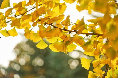 网红公园的秋天图片,斑斓色彩绘就诗意画卷