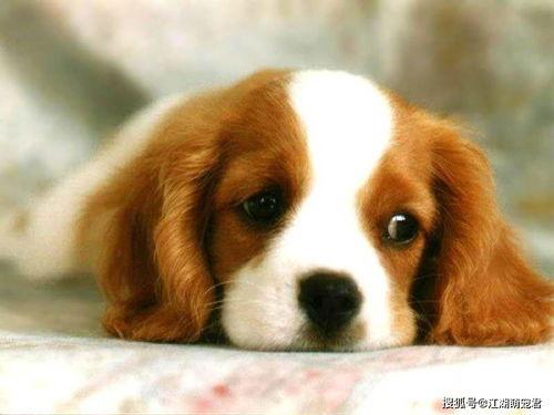 狗彩虹龙明星名字,闪耀舞台的璀璨之星