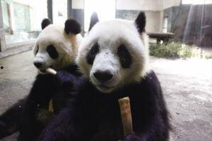 什么动物当明星,从猫狗到鸟兽，谁将成为下一个明星宠儿？